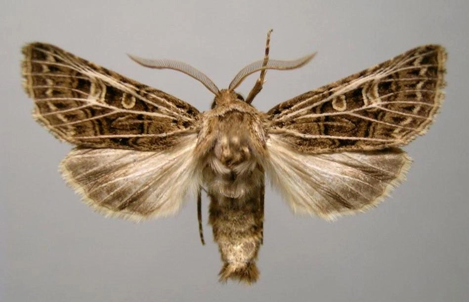 16544, gelijnde grasuil, Tholera decimalis, HKSchiphorst, coll. P.Rooij.jpg